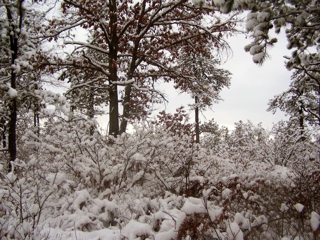 Photo: Snow Covered Trees