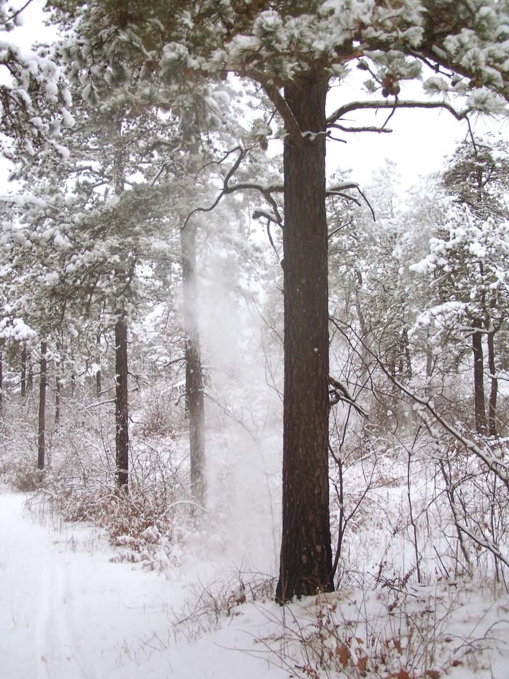 Photo: Snow Falls of a Tree