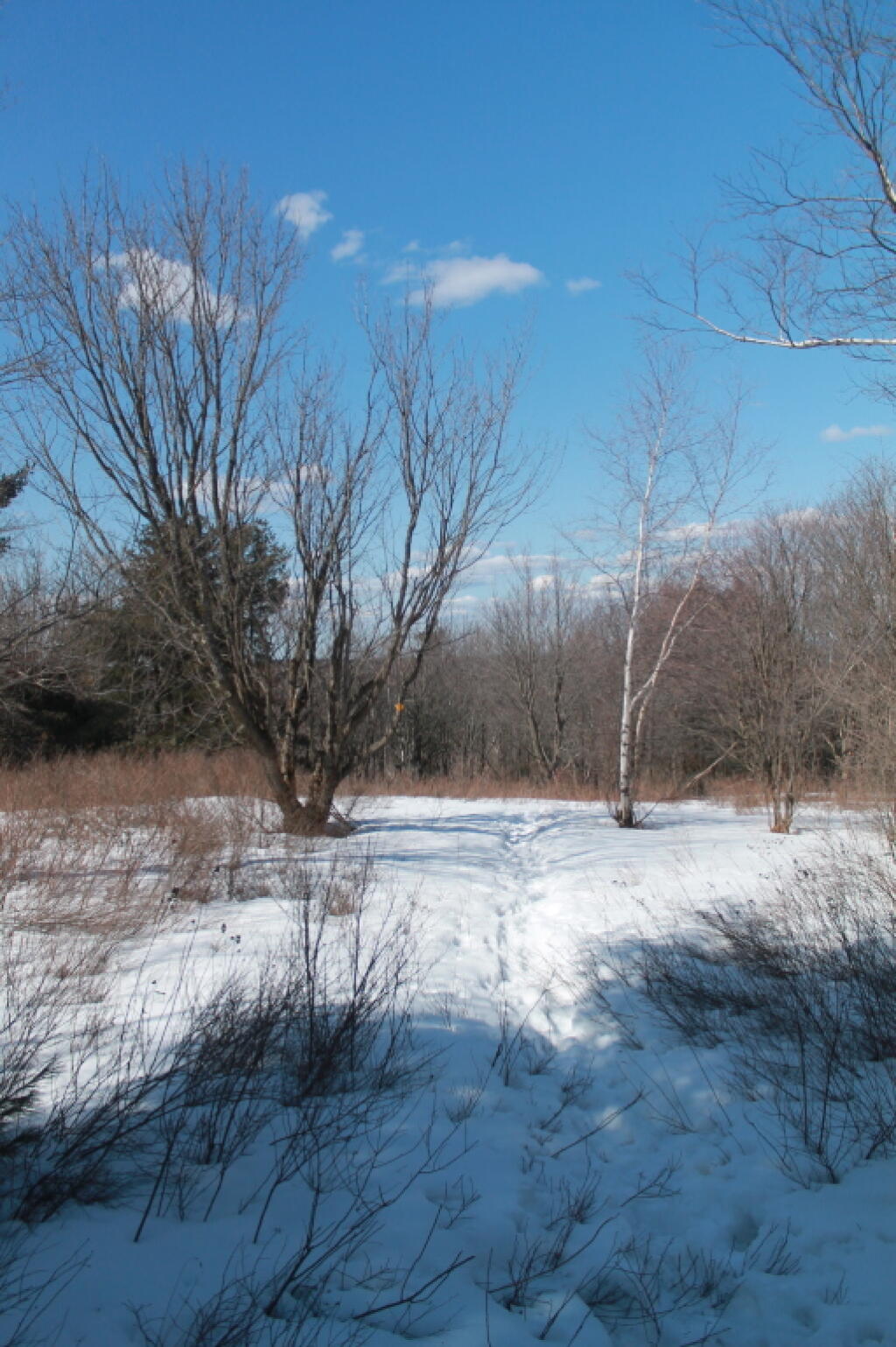 Photo: Clearing Nearby Photo: Clearing Nearby