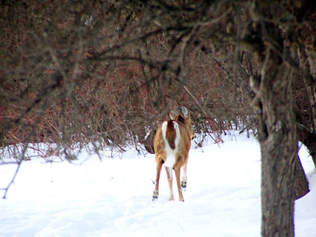 Photo: White Tail Walking Away Photo: White Tail Walking Away