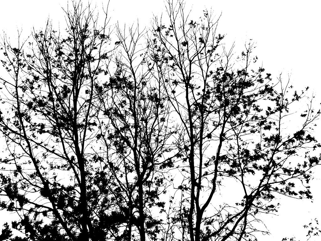 Photo: Oak Tree