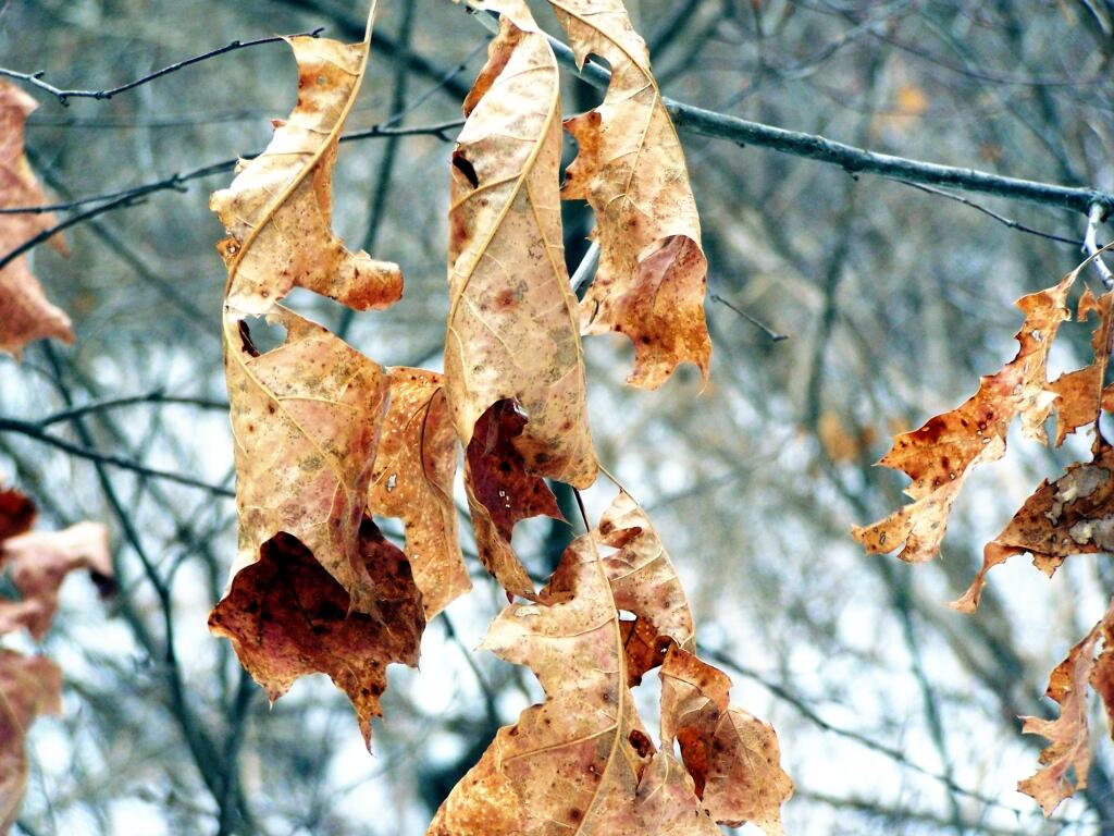 Photo: Oak Tree Leaves