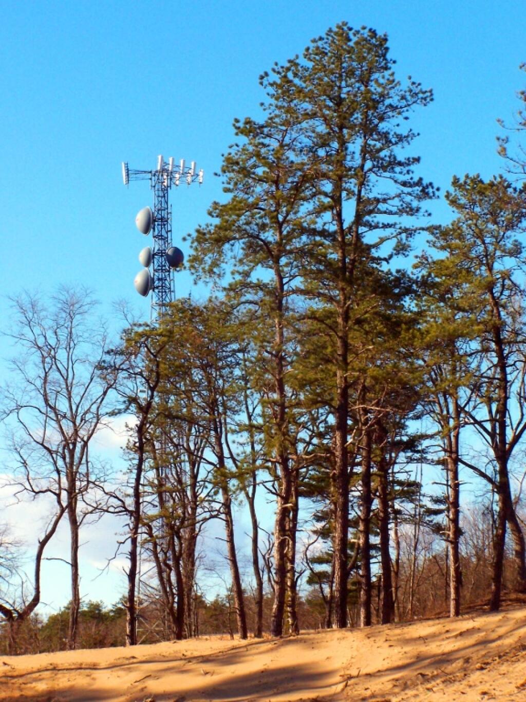 Photo: Aliens Invade the Pine Bush