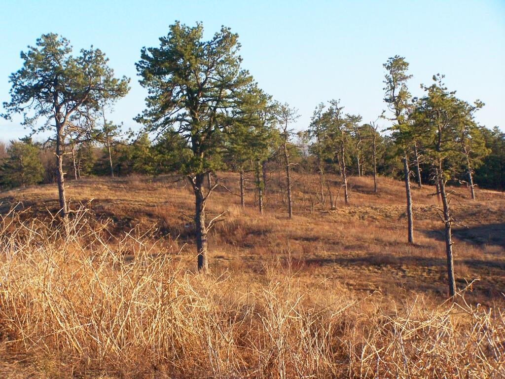 Photo: Open Pine Bush Photo: Open Pine Bush