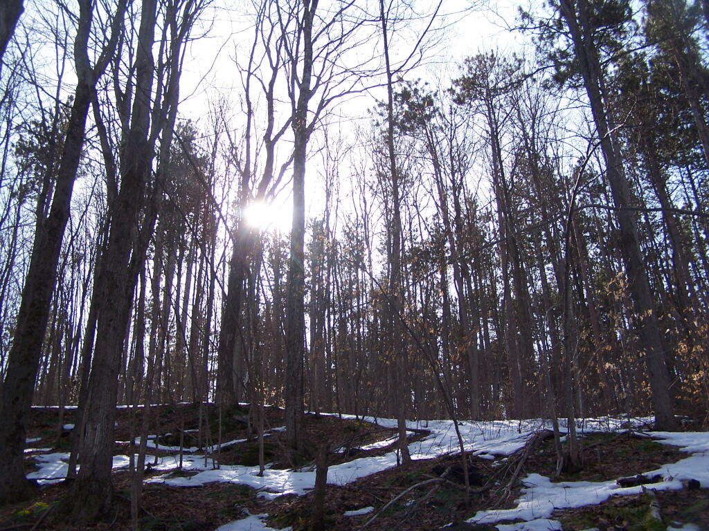 Photo: Looking Up Cole Hill