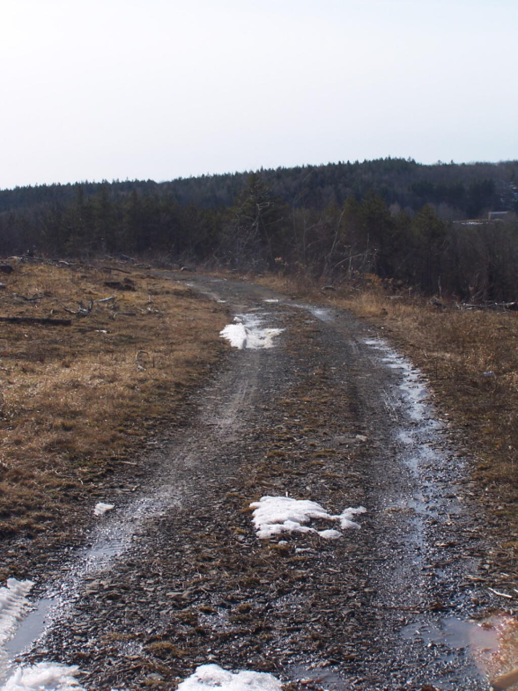 Photo: Truck Trail Crosses the Clear Cut Photo: Truck Trail Crosses the Clear Cut