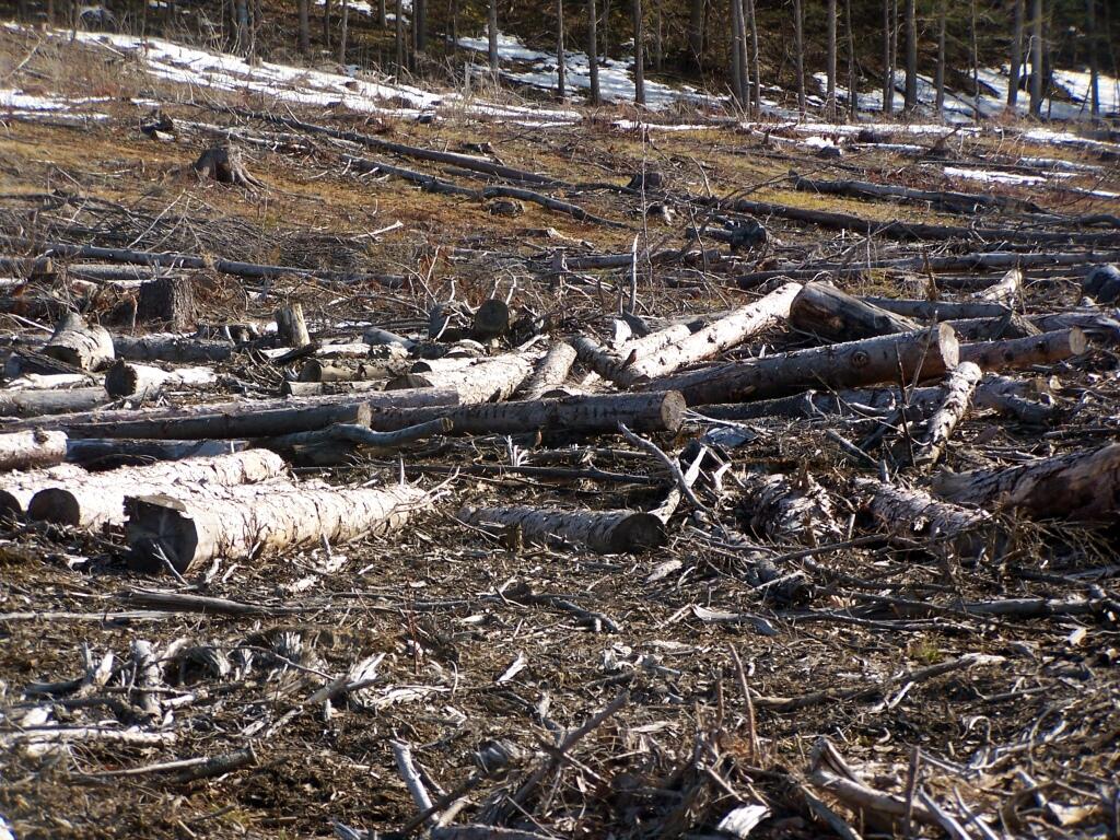 Photo: Haul Logs