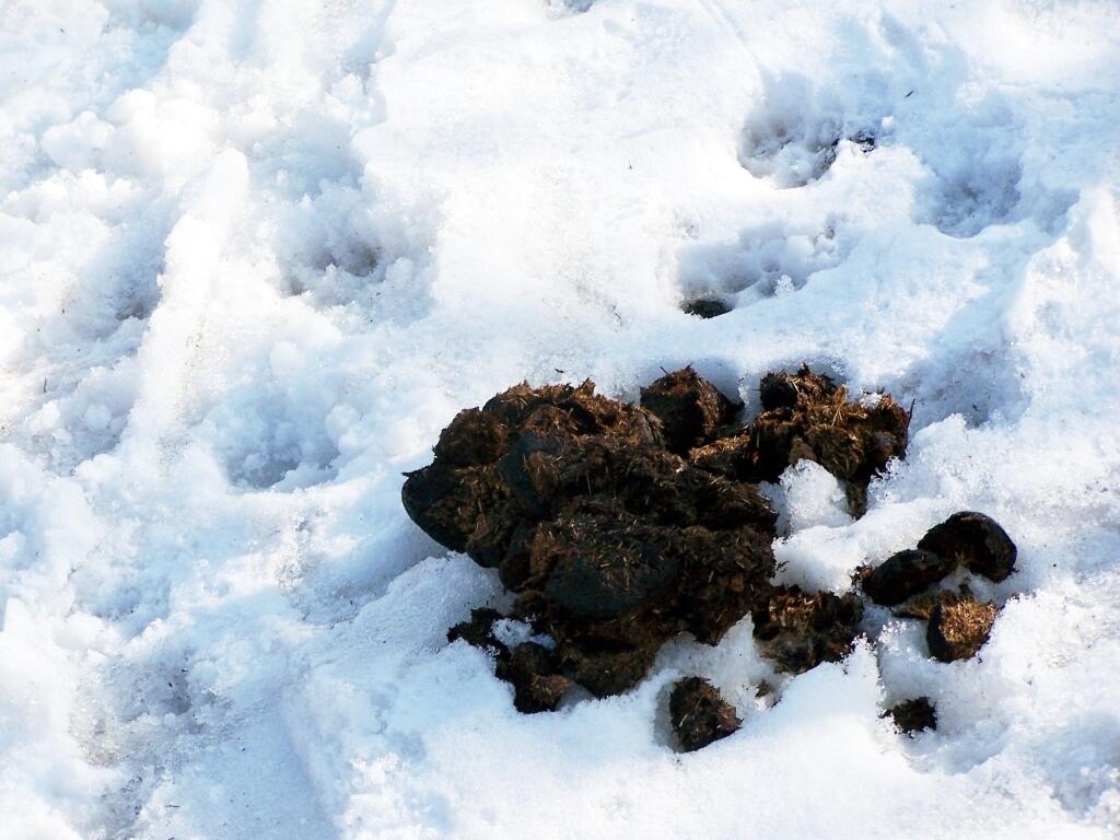 Photo: Horse Manure on Trail Photo: Horse Manure on Trail