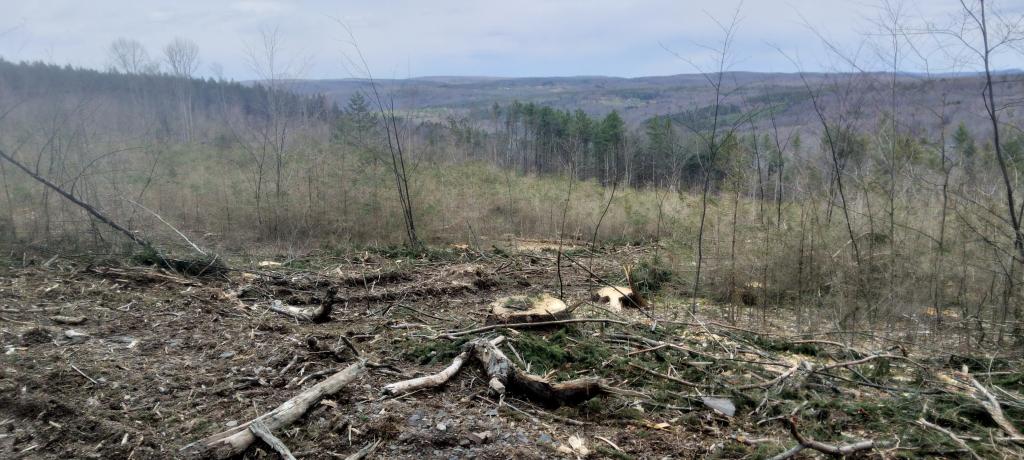Photo: New clear cut over the Hauverville Hollow Photo: New clear cut over the Hauverville Hollow