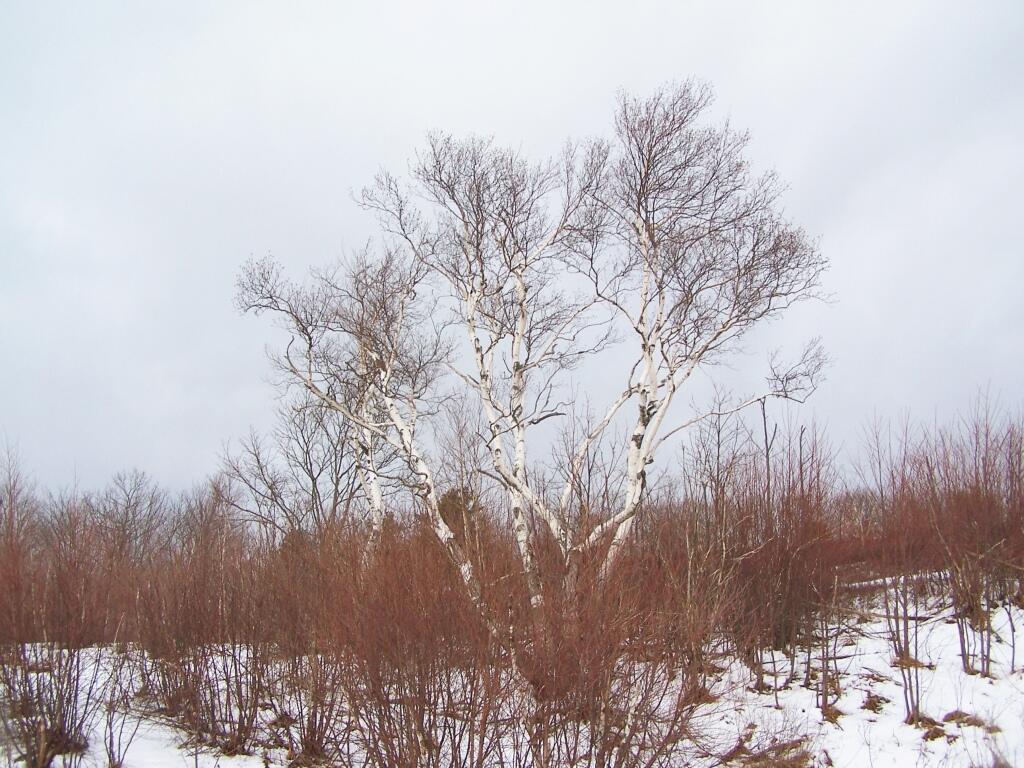 Photo: Birch Tree Photo: Birch Tree