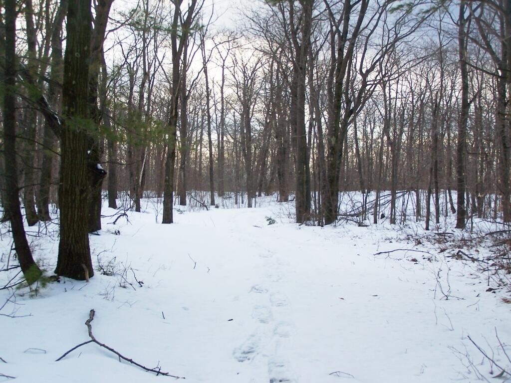 Photo: Snowshoeing Along the Truck Trail Photo: Snowshoeing Along the Truck Trail