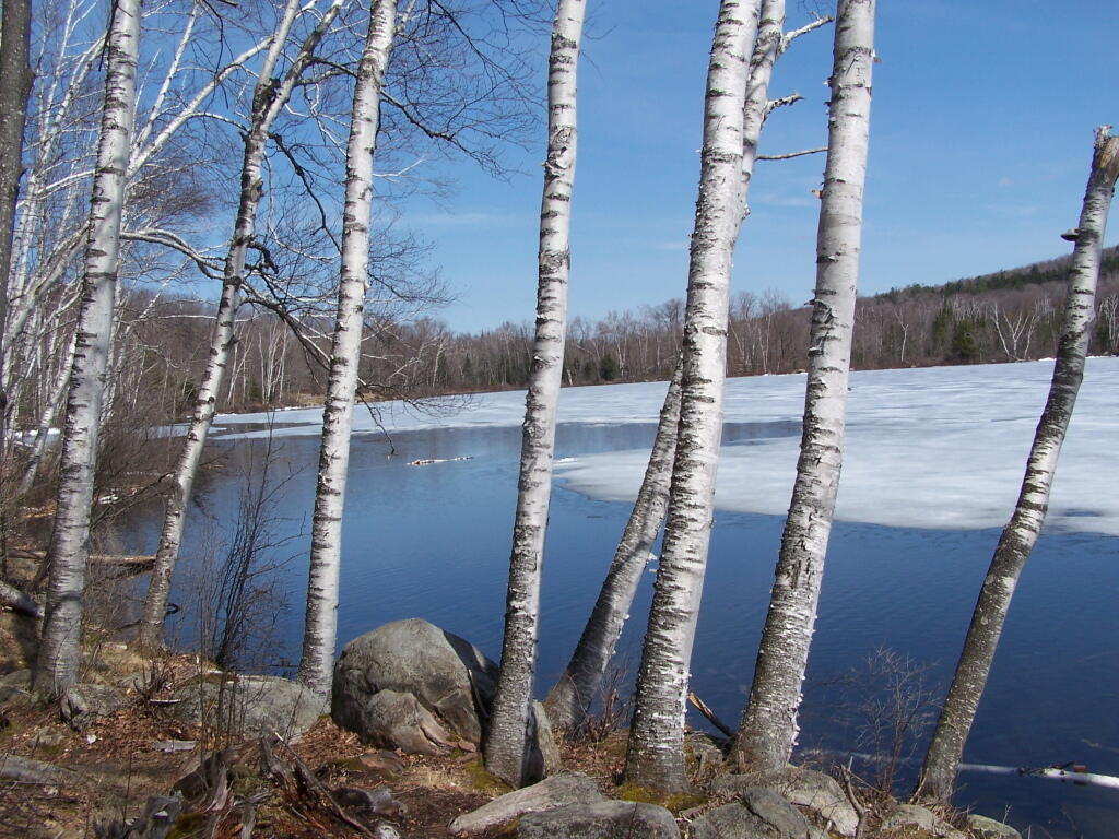 Photo: White Birch Photo: White Birch