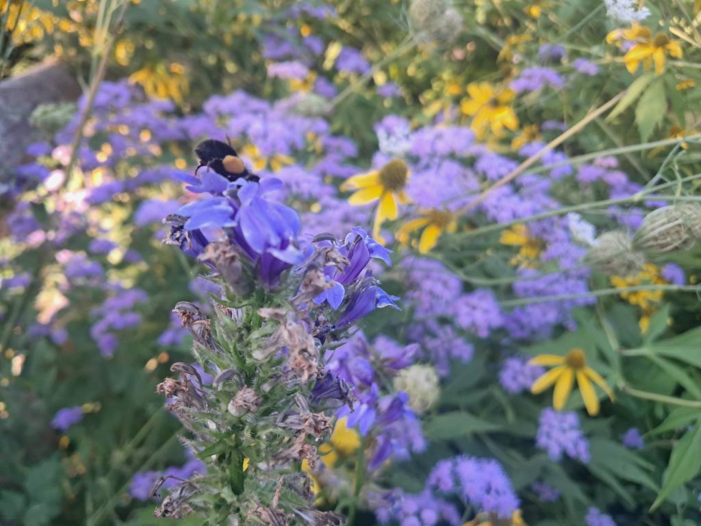 Photo: Bee [Expires September 26 2026]