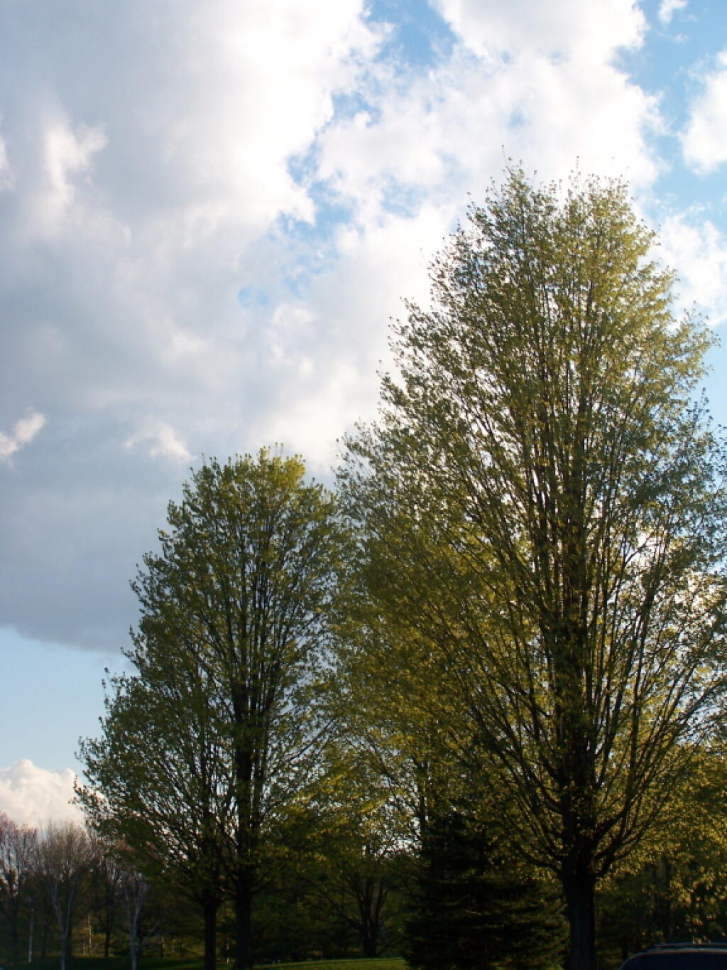 Photo: Trees Starting to Green Up Photo: Trees Starting to Green Up