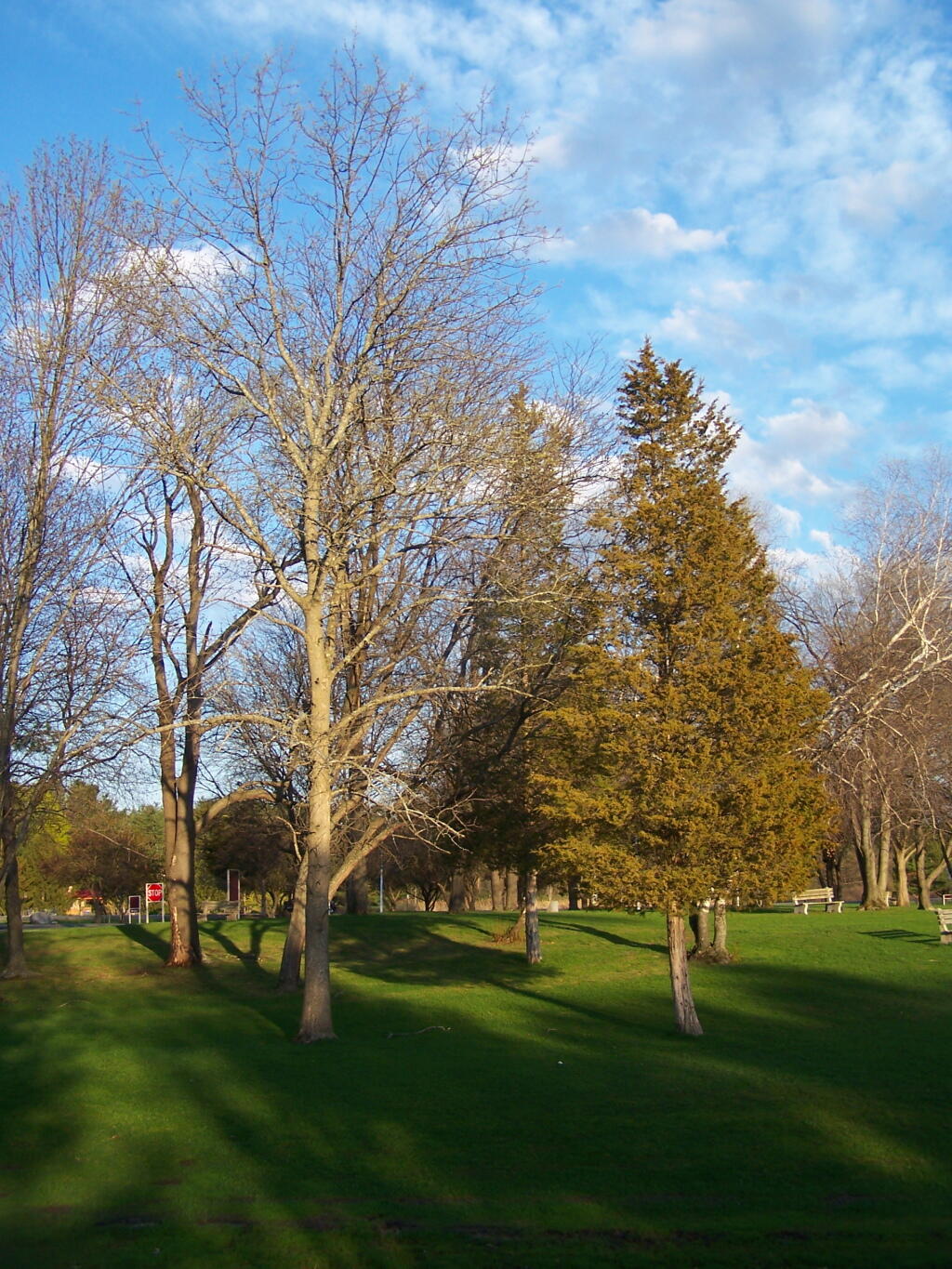 Photo: Green Grass at Town Park Photo: Green Grass at Town Park