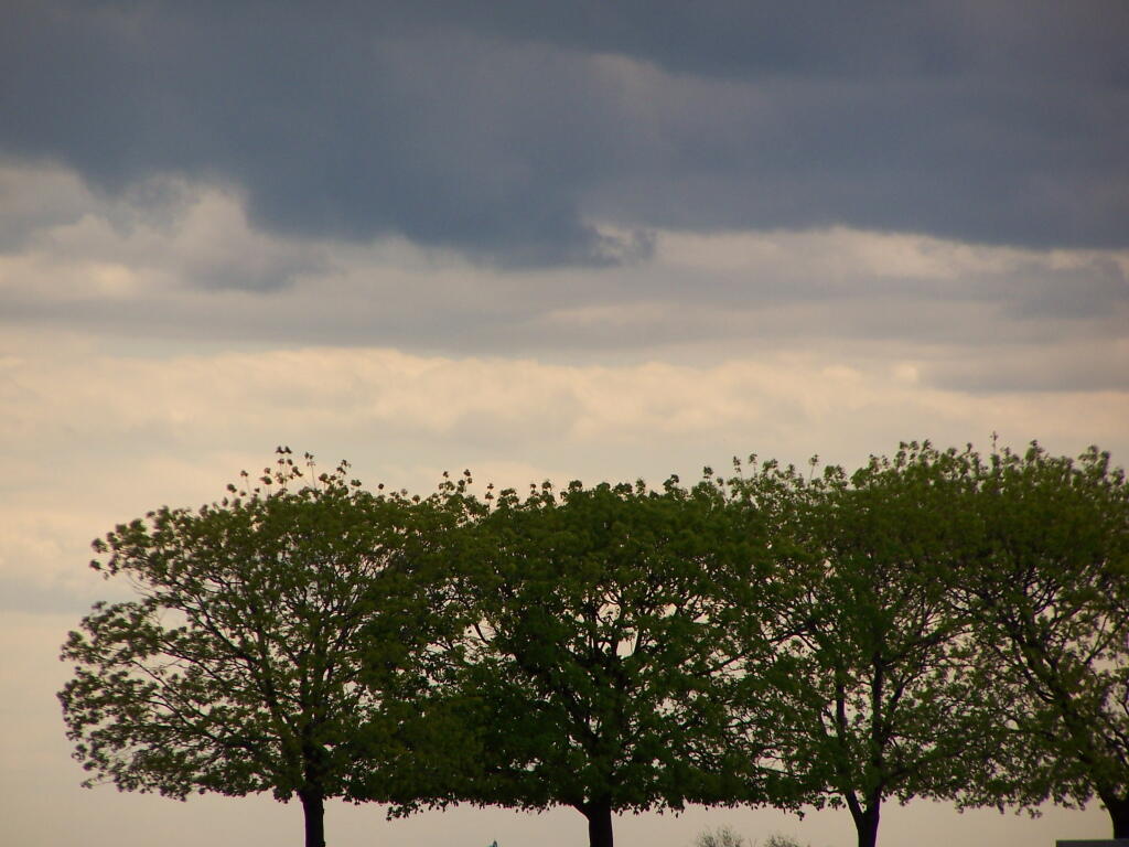 Photo: Line of Trees