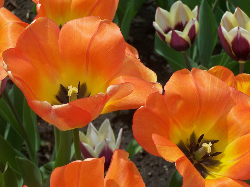 Photo: Orange, Red, White Tulips Photo: Orange, Red, White Tulips