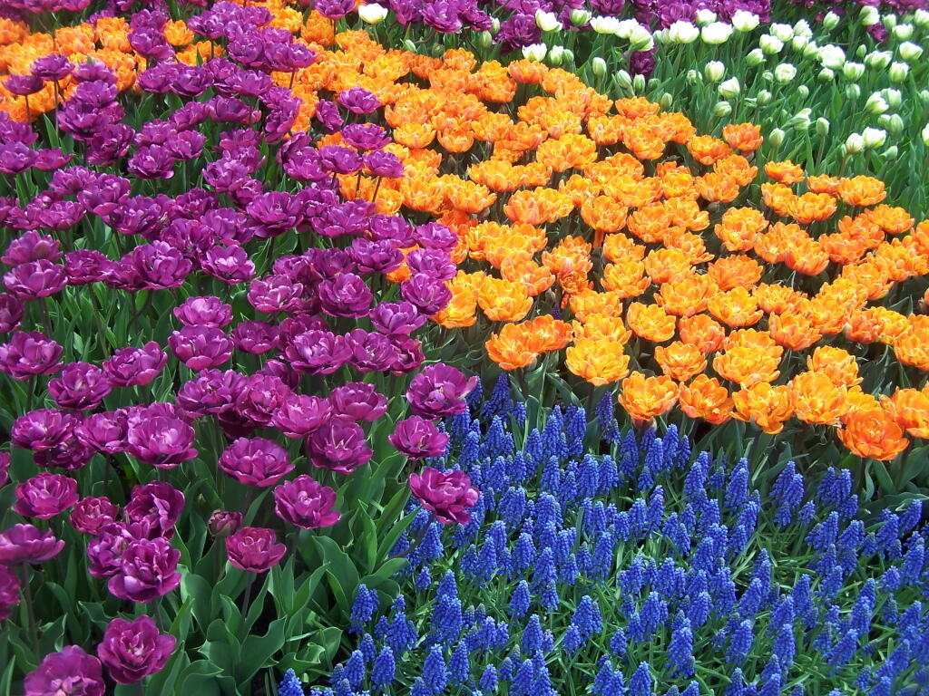 Photo: Blue, Purple, Orange, White, Tulip Bed