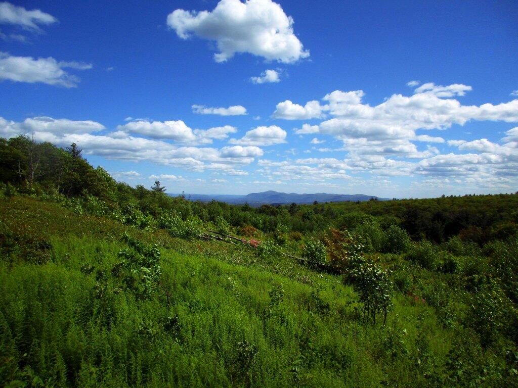 Photo: Alander Mountain From Harvey Mountain Blueberry Patch Photo: Alander Mountain From Harvey Mountain Blueberry Patch
