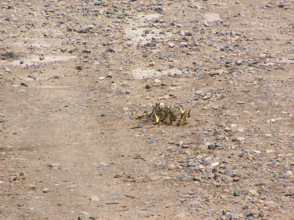 Photo: Butterflies on Piseco-Powley Bridge