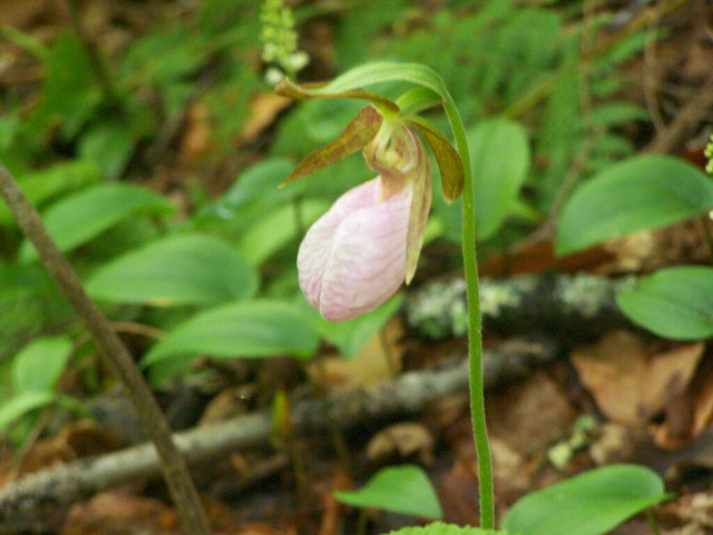 Photo: Lady's Slipper