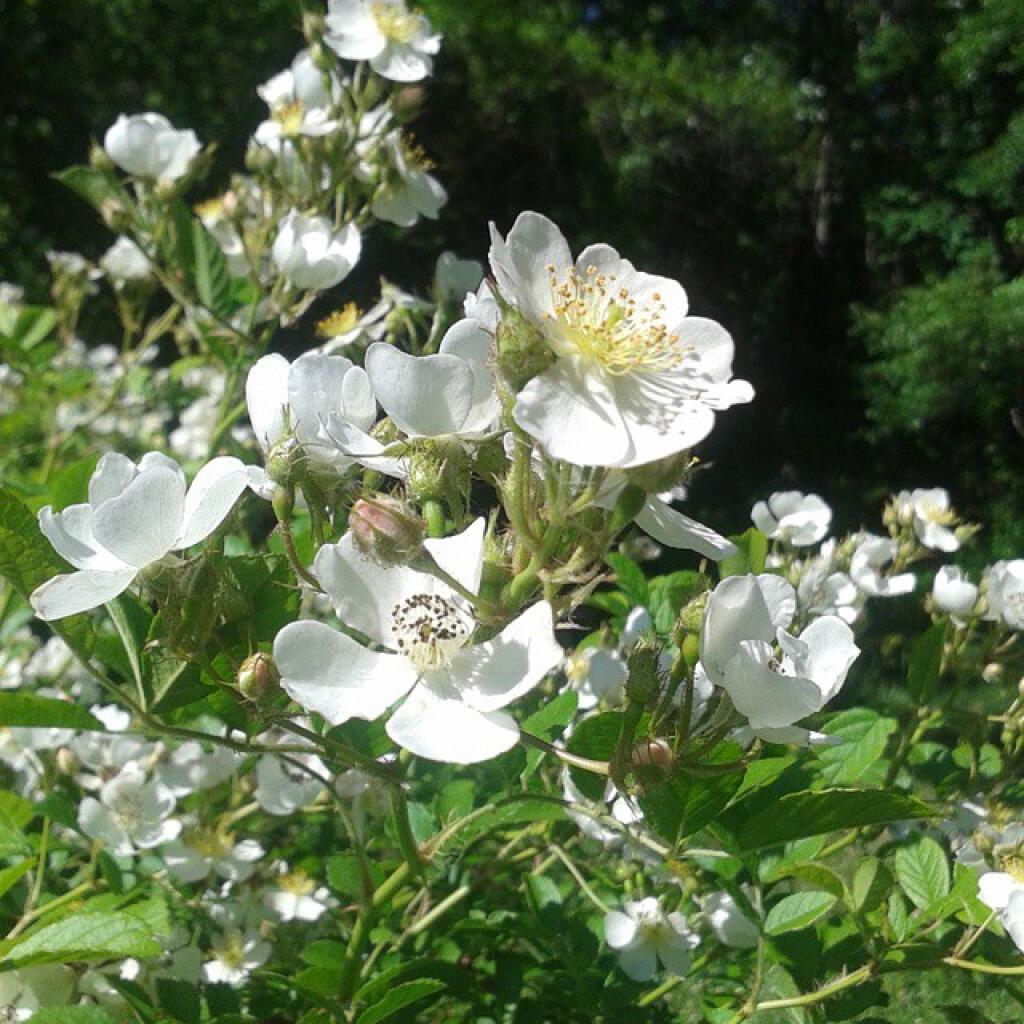 Photo: White