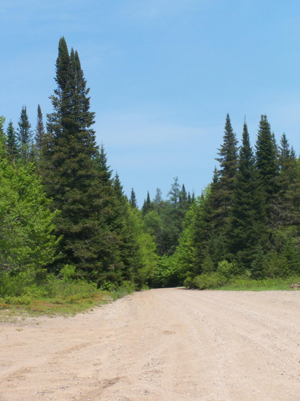 Photo: Piseco-Powley Road Between Old Growth Trees