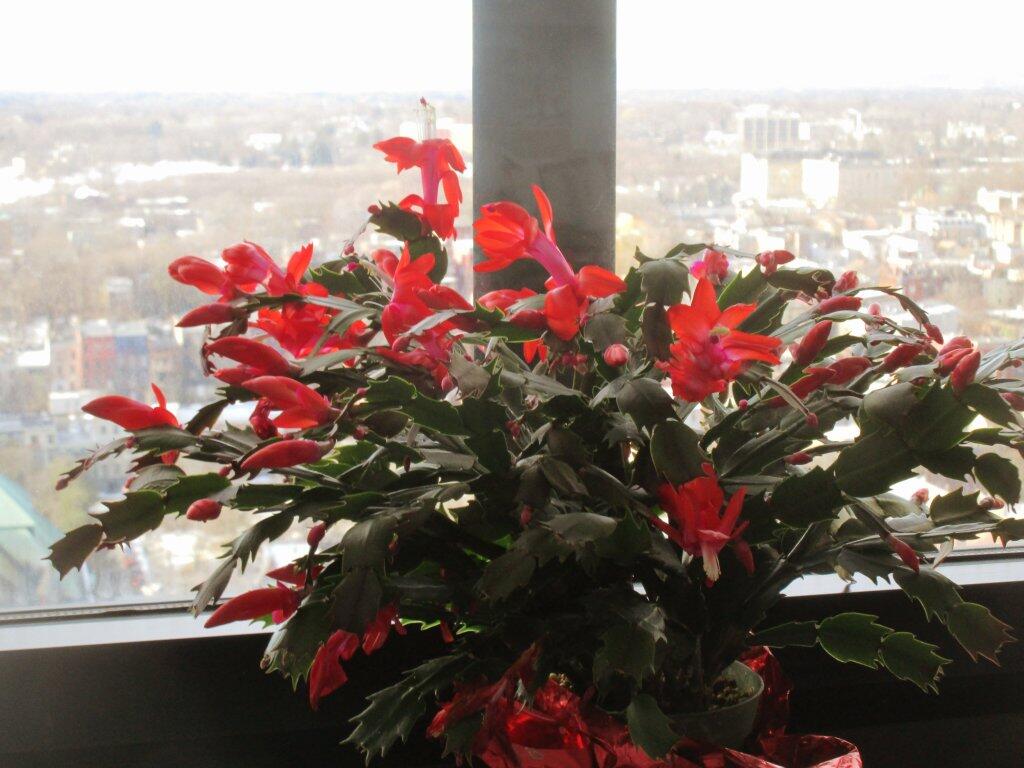 Photo: Today In Christmas Cactus, Picture 2