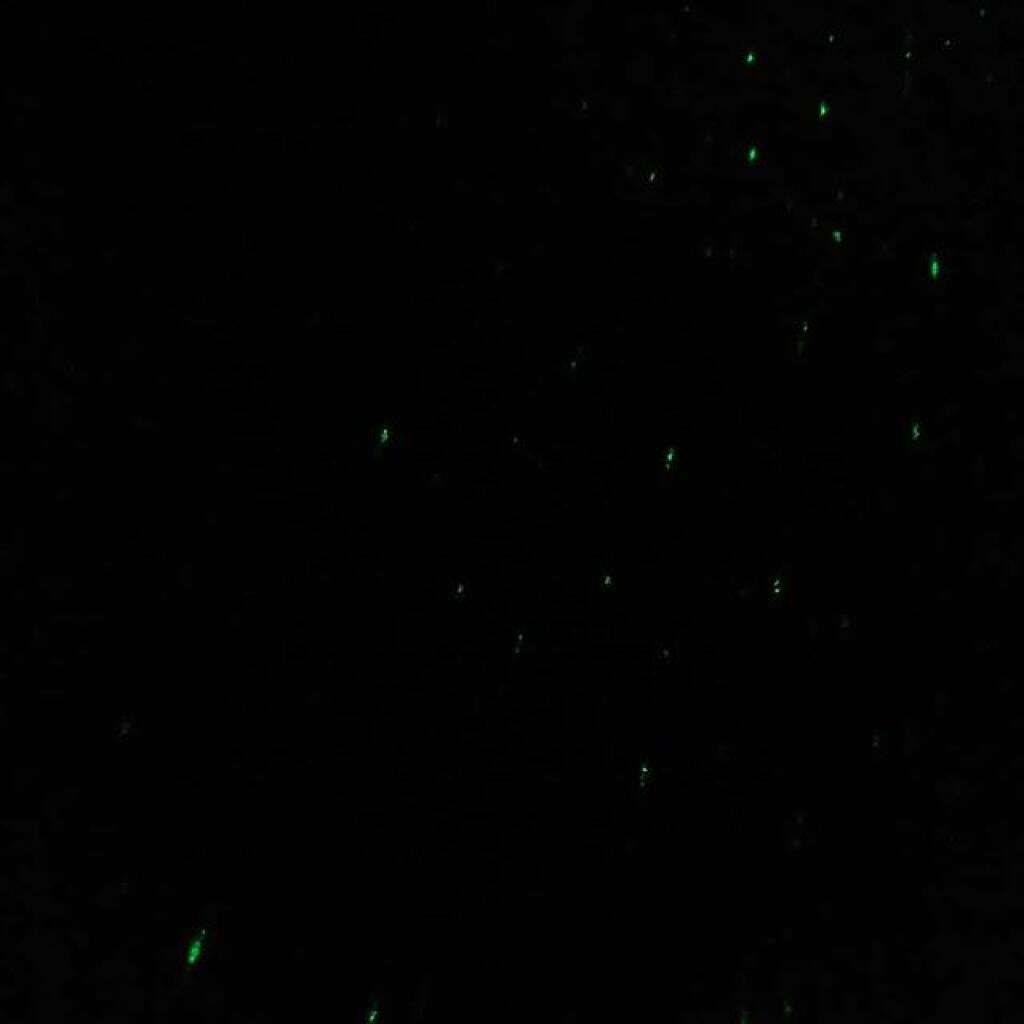 Photo: Artificial fireflies Photo: Artificial fireflies
