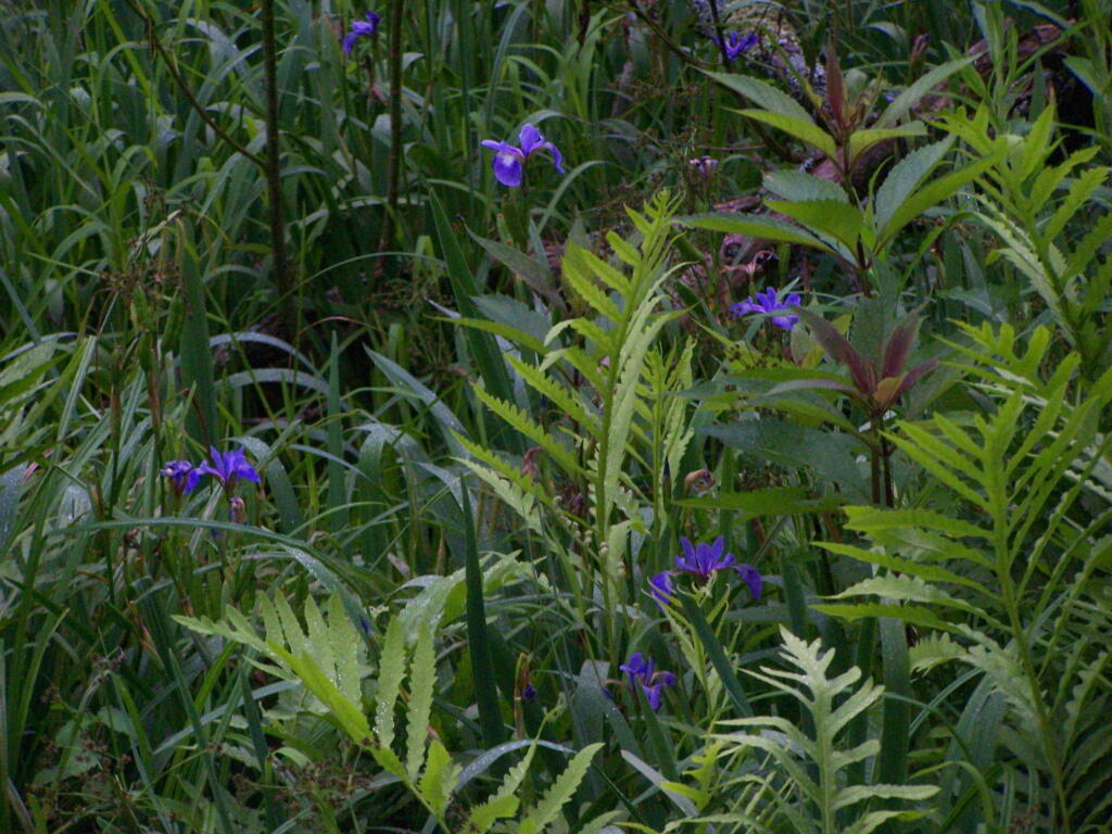 Photo: Lillies Along the Trail