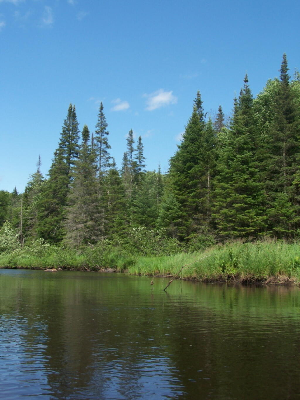 Photo: Trees Along Mud River