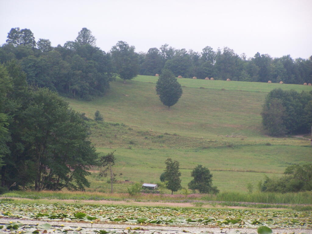 Photo: Farm Field Along Pond Photo: Farm Field Along Pond