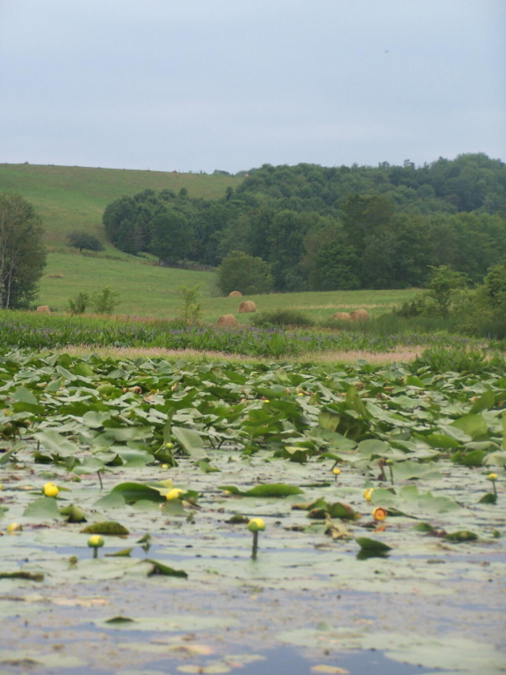 Photo: Lots of Splatterdock Photo: Lots of Splatterdock