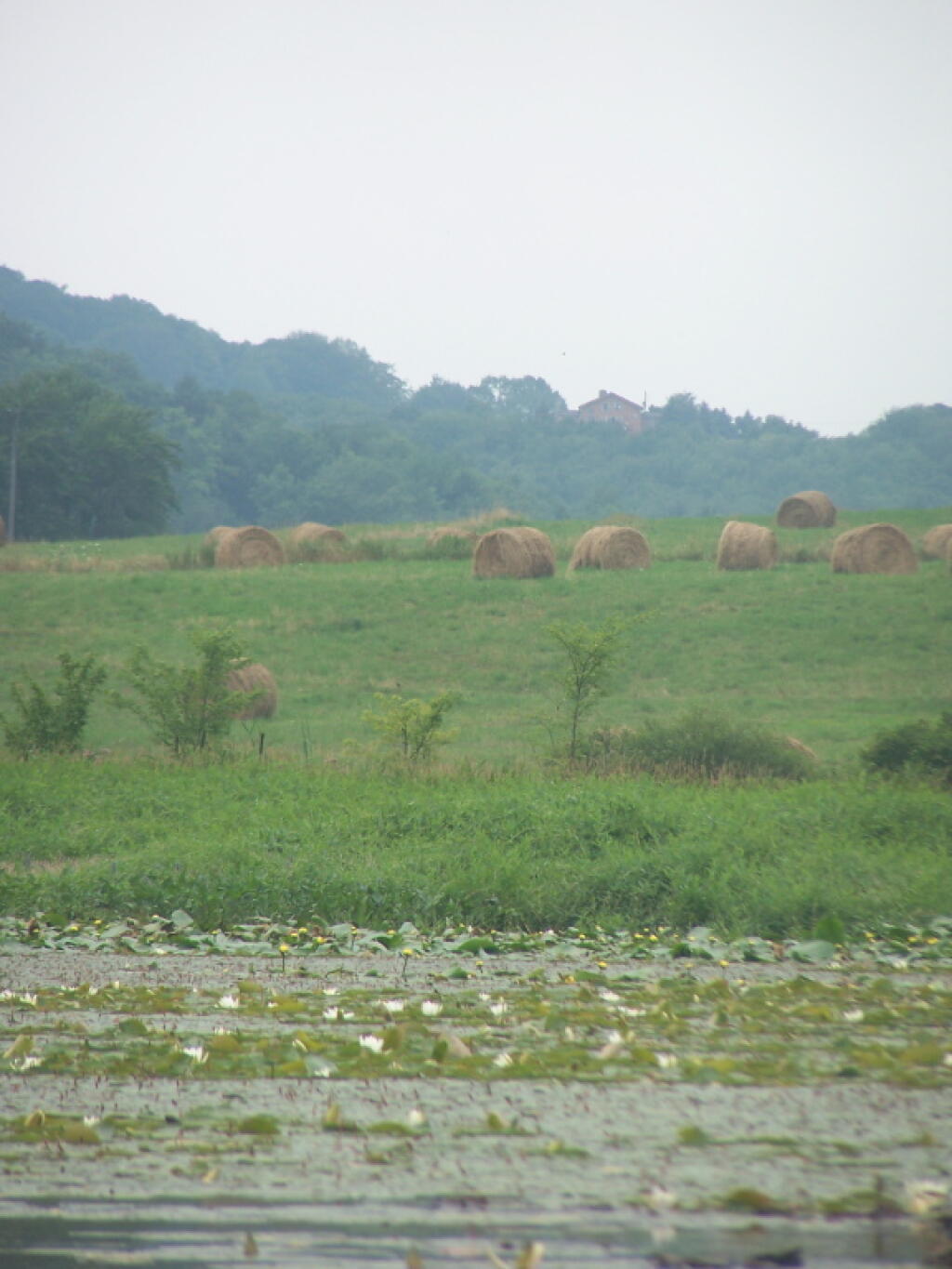 Photo: Bailed Hay Along Pond Photo: Bailed Hay Along Pond