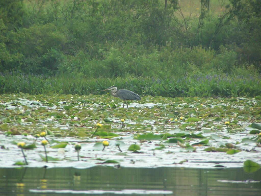 Photo: Great Blue Heron Photo: Great Blue Heron