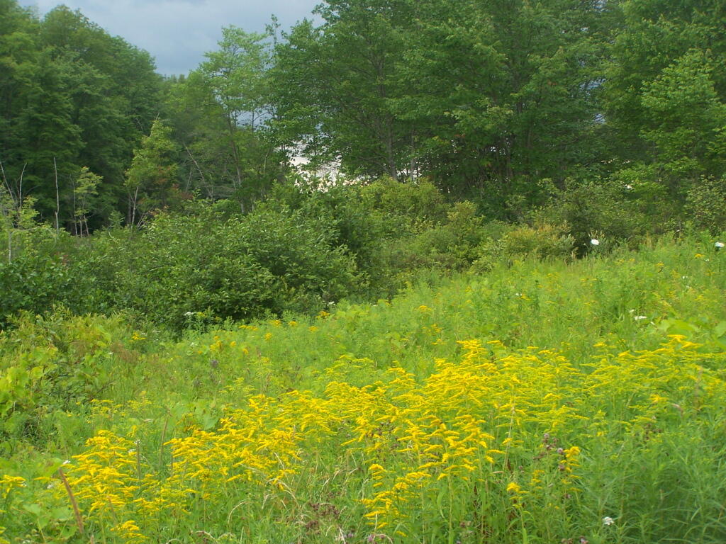 Photo: Golden Rod Photo: Golden Rod