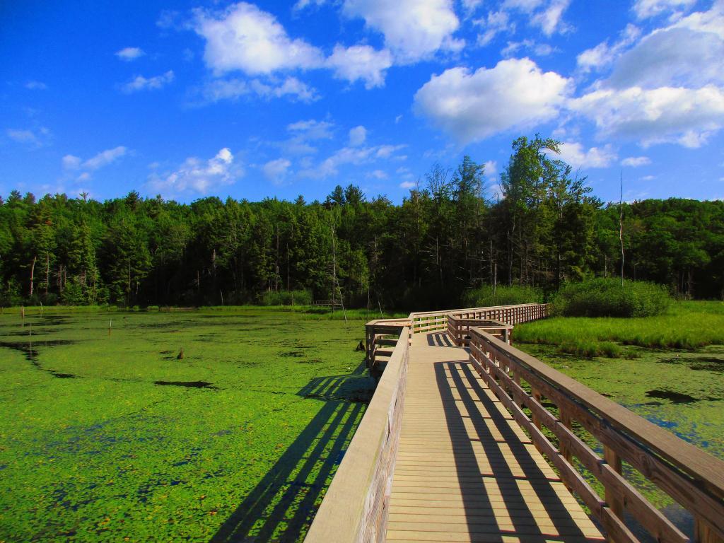 Photo: Boardwalk