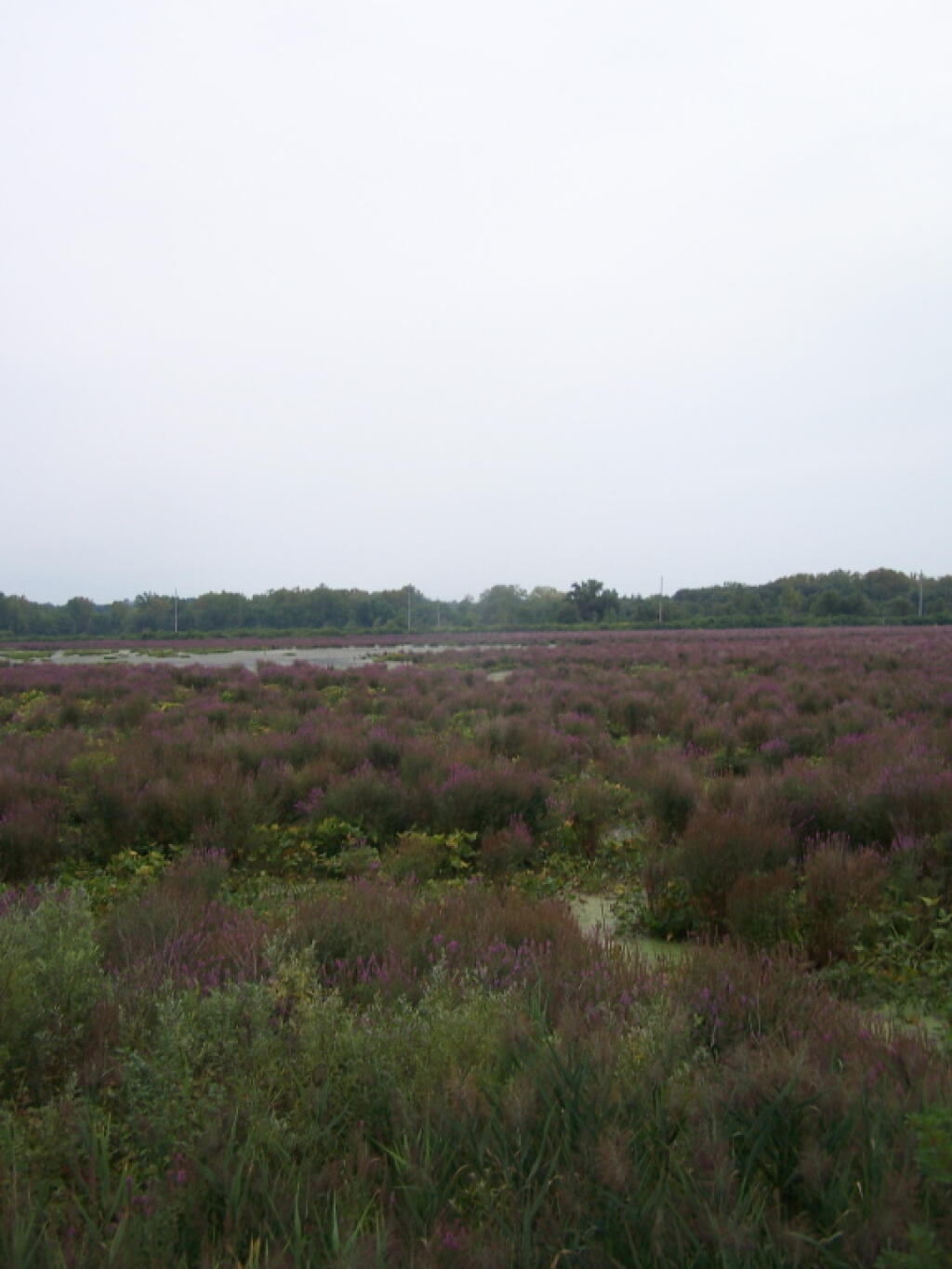 Photo: Utica Marsh