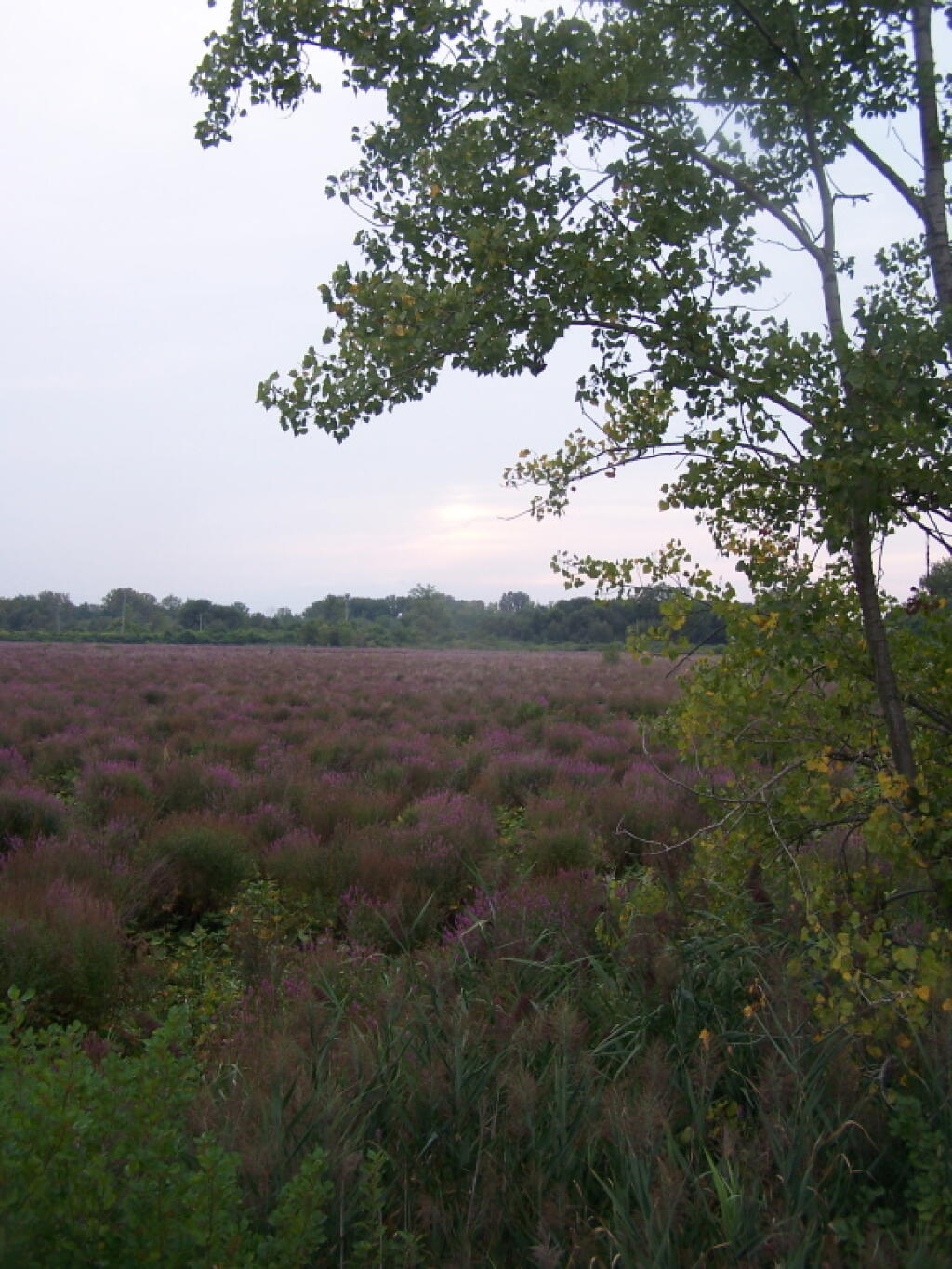 Photo: Gray Evening at the Marsh Photo: Gray Evening at the Marsh