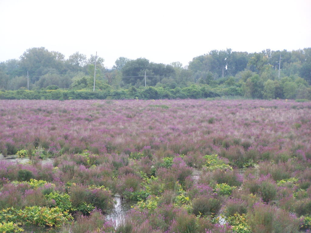 Photo: Plants at Utica Marsh Photo: Plants at Utica Marsh