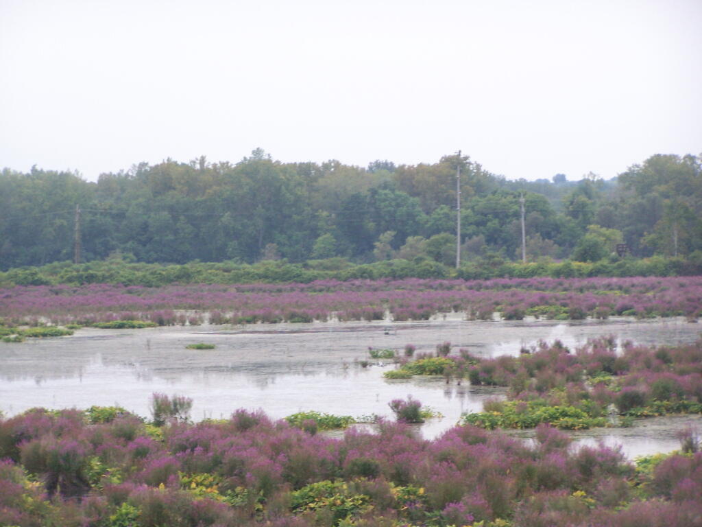 Photo: Marshlands Photo: Marshlands