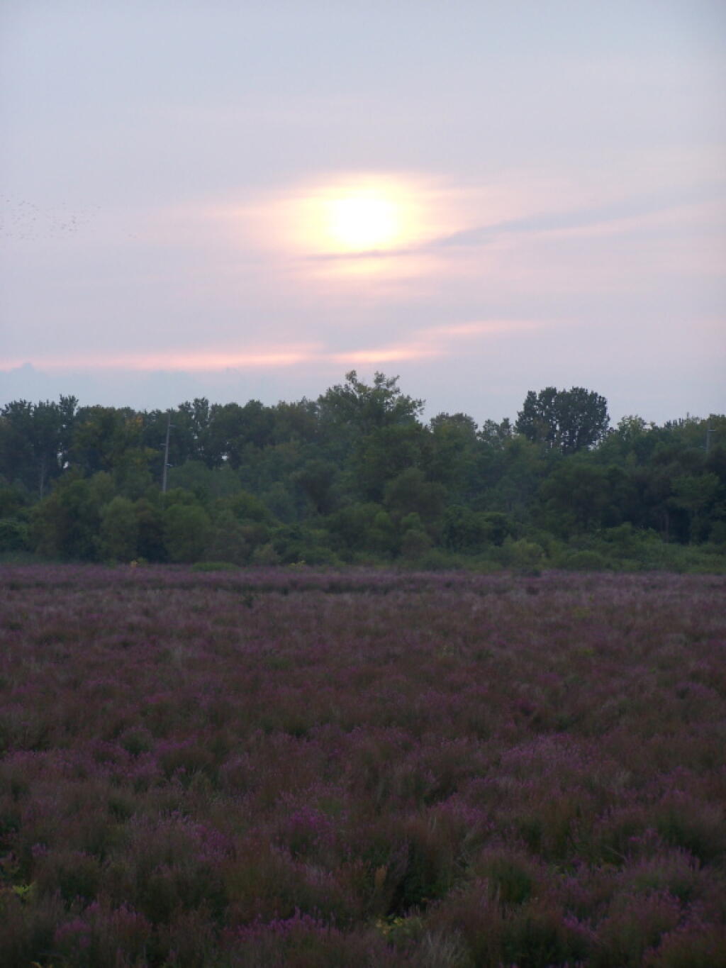 Photo: Sunball Lowers Photo: Sunball Lowers