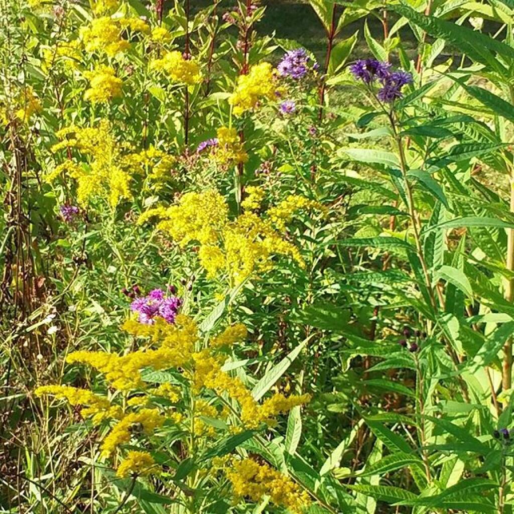 Photo: Wildflowers Photo: Wildflowers