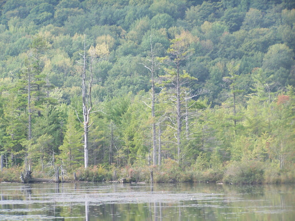 Photo: Edge of Labrador Pond