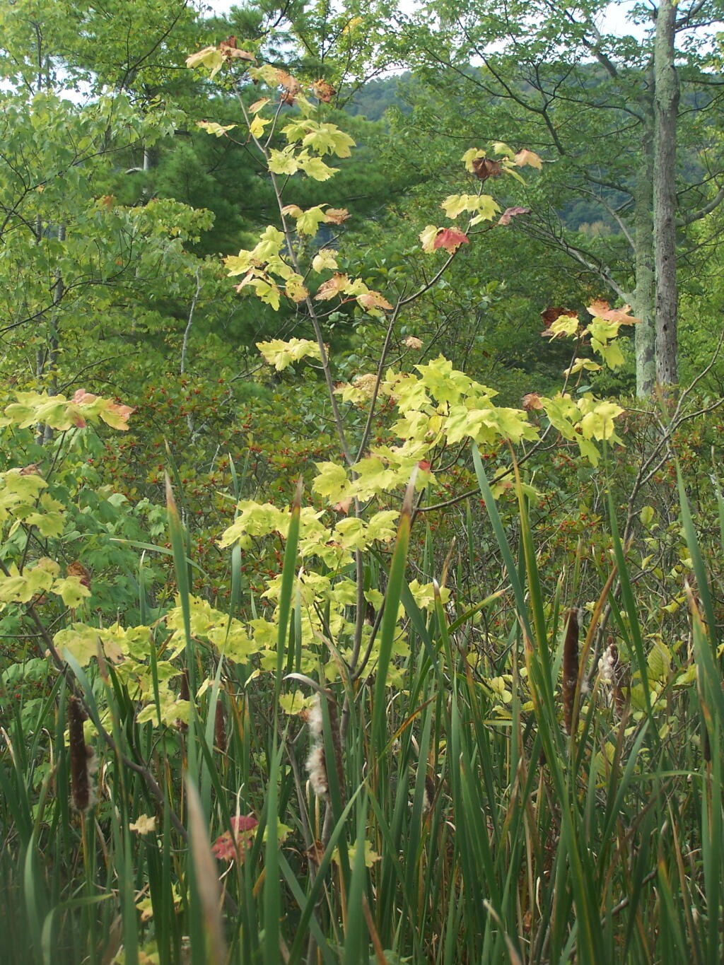 Photo: Maples