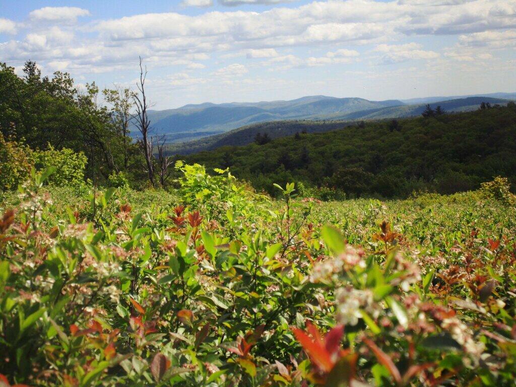 Photo: Blueberries