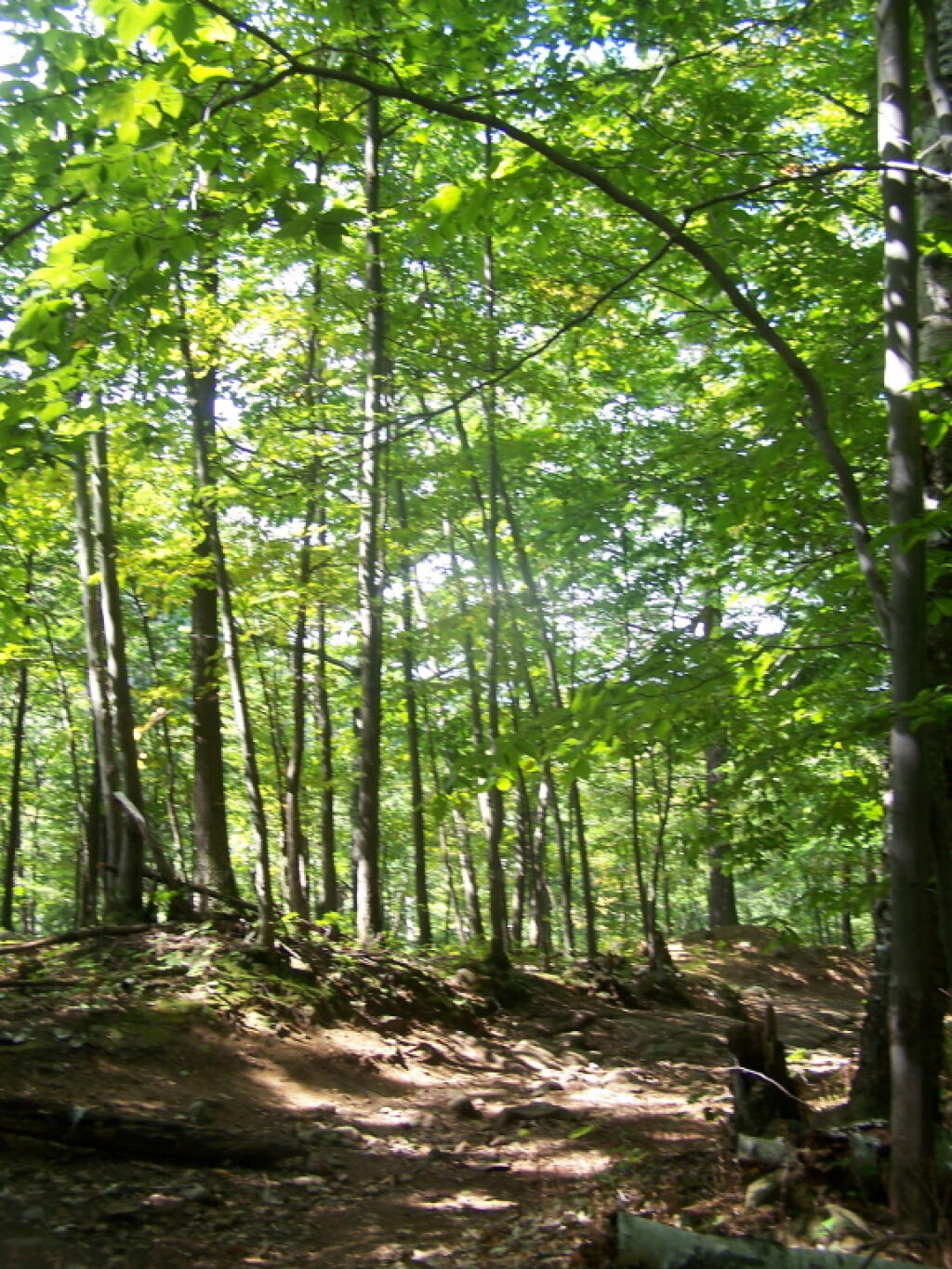 Photo: Sun Trickles Thru Butternut Brook Valley