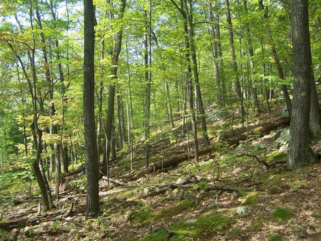 Photo: Tree Cover Thins Out As We Climb