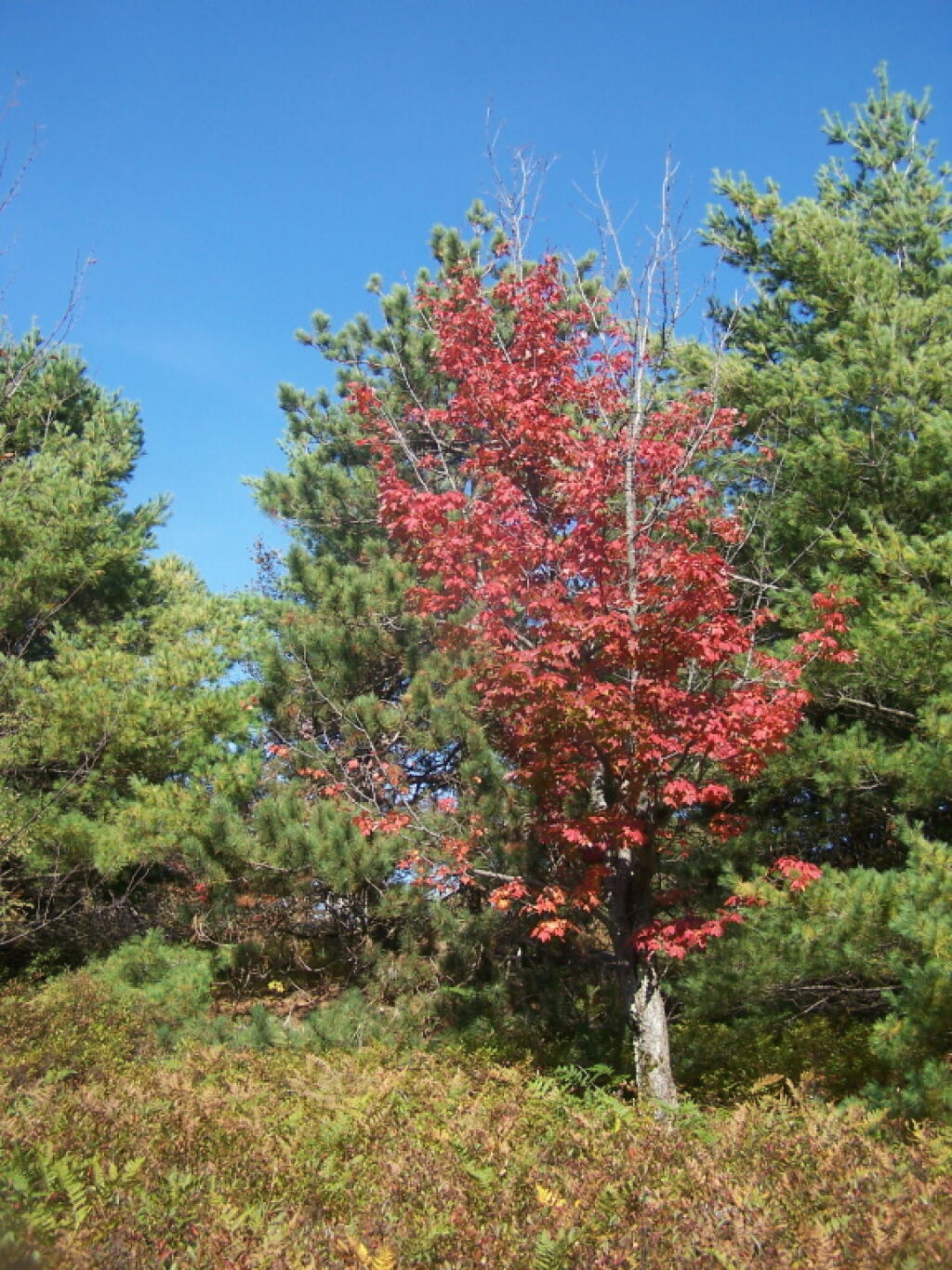Photo: Red Maple on Summit