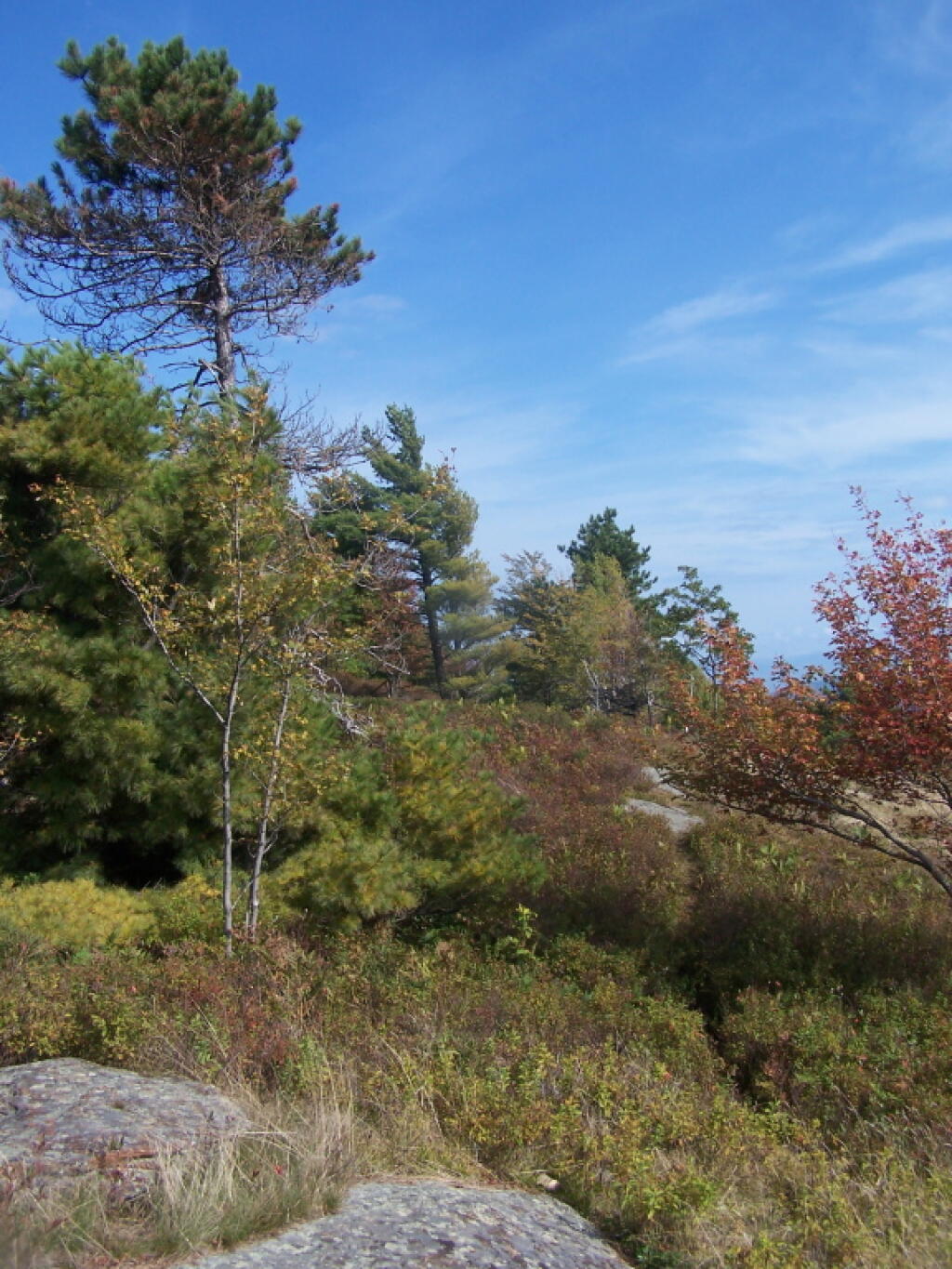 Photo: White Pine on Summit